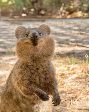 クオッカとは 世界一幸せな動物 オーストラリア ロットネスト島に観光 旅サラダ ポケモンのモデル 画像あり