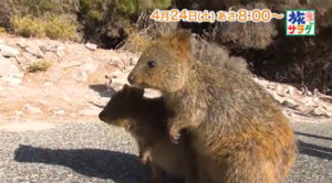 クオッカとは 世界一幸せな動物 オーストラリア ロットネスト島に観光 旅サラダ ポケモンのモデル 画像あり